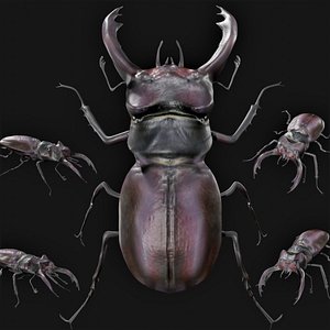 Realistic Rigged Low Poly Stag Beetle