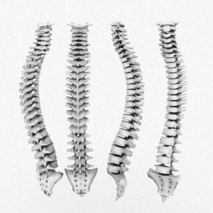 human bones 3d model