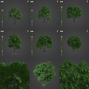 3D 2021 PBR Breadfruit Tree Collection - Artocarpus Altilis