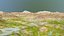 Landscape 43