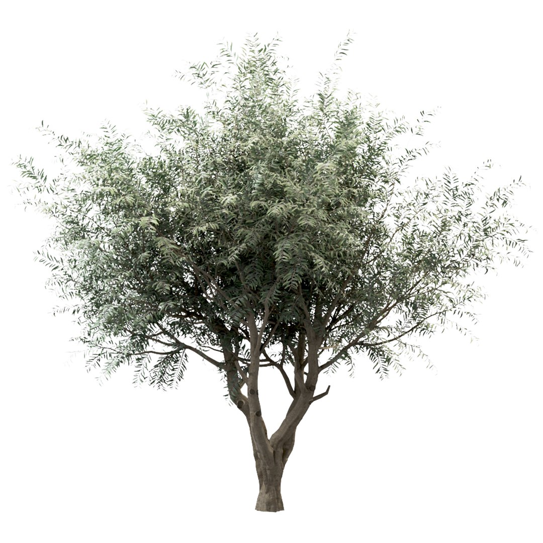 Set of Olive or Olea europaea Trees - 3 Trees 3D model https://p.turbosquid.com/ts-thumb/pi/3O8l9t/2w/olivetree1/jpg/1670145573/1920x1080/fit_q87/2a3c4275115b0112aa13a9ba64c3c712c2feba68/olivetree1.jpg