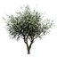 Set of Olive or Olea europaea Trees - 3 Trees
