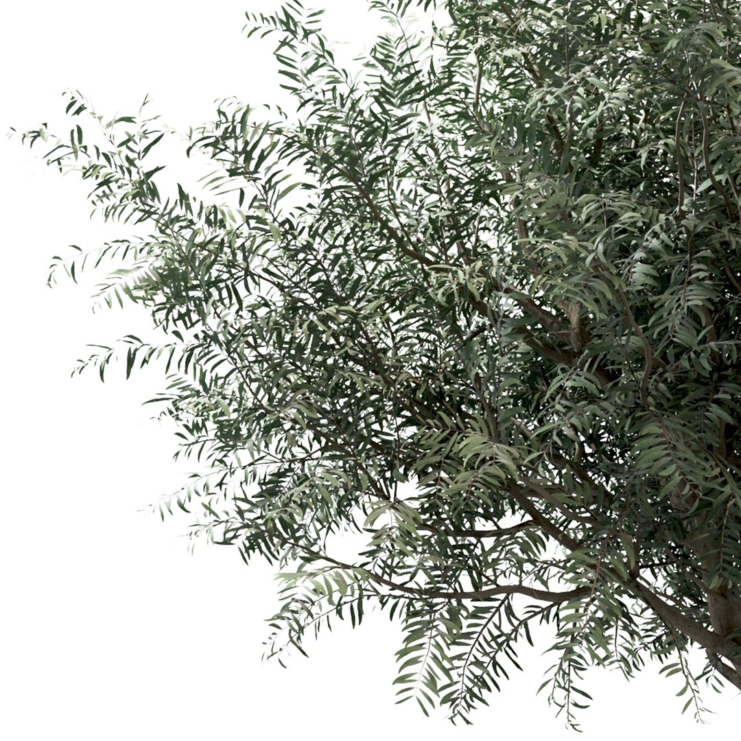 Set of Olive or Olea europaea Trees - 3 Trees 3D model https://p.turbosquid.com/ts-thumb/pi/3O8l9t/7x/closeupolivetree1/jpg/1670145626/1920x1080/fit_q87/3a1feb3d1adc05334076aa30f27a85204dff7c55/closeupolivetree1.jpg