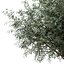 Set of Olive or Olea europaea Trees - 3 Trees