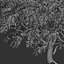 Set of Olive or Olea europaea Trees - 3 Trees