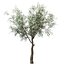 Set of Olive or Olea europaea Trees - 3 Trees