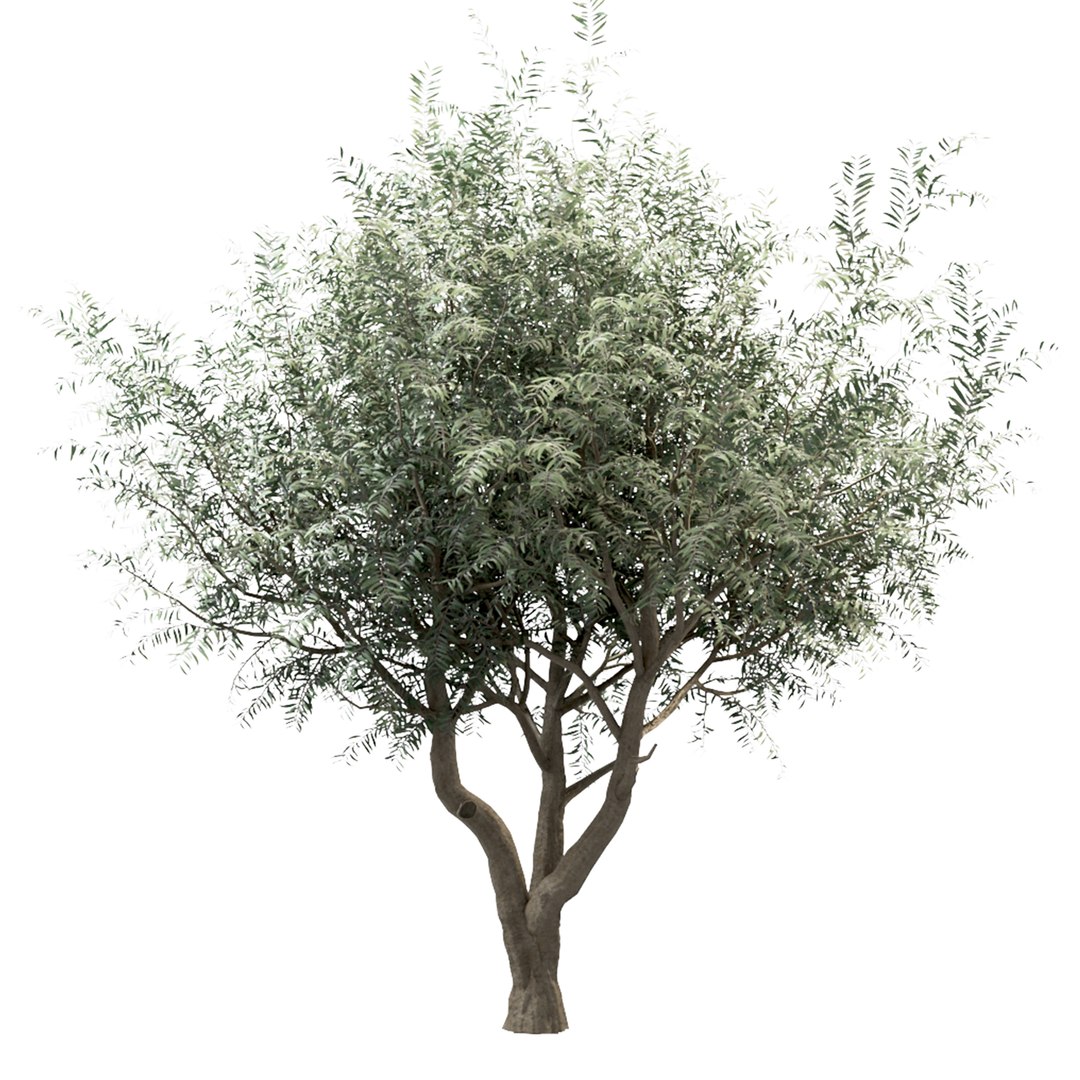 Set of Olive or Olea europaea Trees - 3 Trees 3D model https://p.turbosquid.com/ts-thumb/pi/3O8l9t/wK/olivetree2/jpg/1670145599/1920x1080/fit_q87/e40a914ef4ed55cf00a86ff3db9b85f47a76bbd2/olivetree2.jpg