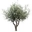 Set of Olive or Olea europaea Trees - 3 Trees