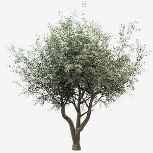 Set of Olive or Olea europaea Trees - 3 Trees 3D model