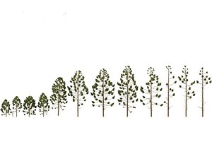 3D Araucaria angustifolia - Brazilian pine 01 model