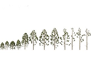 Araucaria angustifolia - Brazilian pine 01