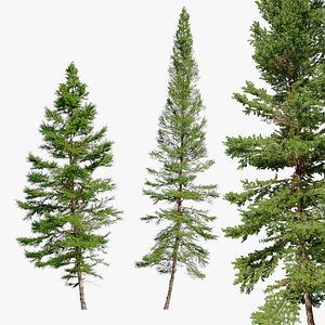 Fir tree 06