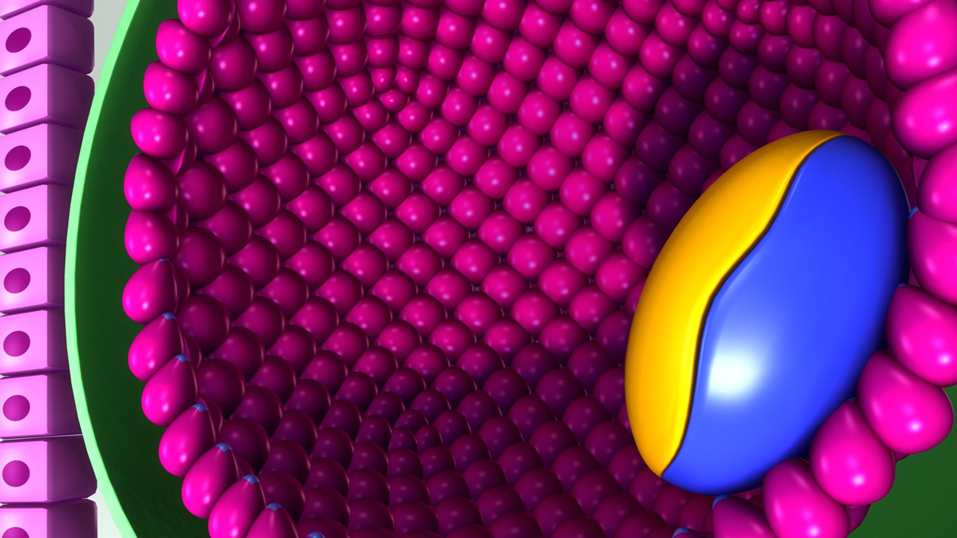 3d model blastocyst https://p.turbosquid.com/ts-thumb/pi/CI7SMn/CfkIRk83/b0240embryonicdevelopment_perspective/jpg/1471433054/1920x1080/fit_q87/c2c199e4d809774f17c043381b1f952d38c55813/b0240embryonicdevelopment_perspective.jpg