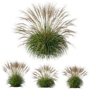 HQ Plants Molinia Caerulea Heidebraut Kleines Pfeifengras Version04 3D