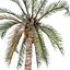Matriz Street Date Palms