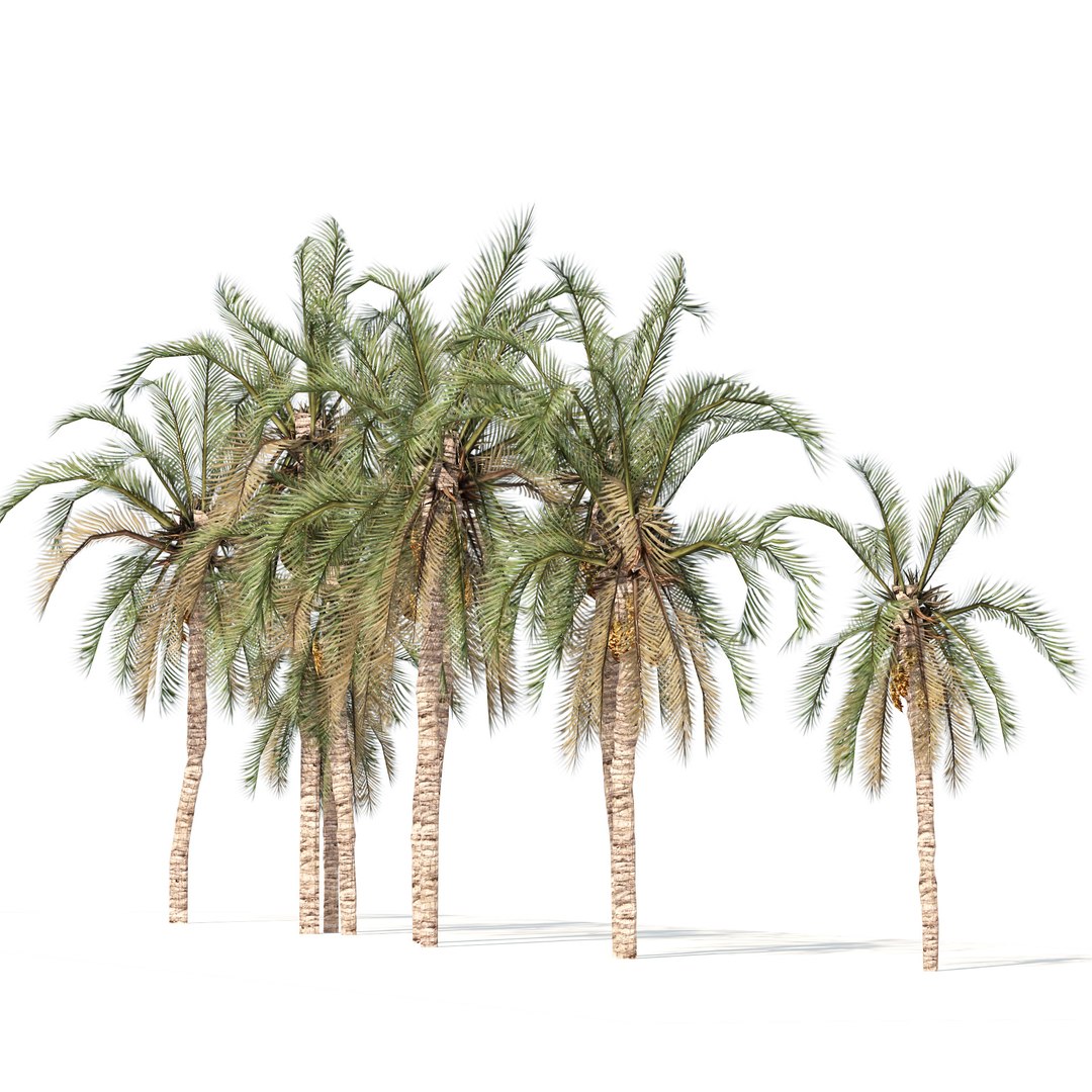 3D Street Date Palms array https://p.turbosquid.com/ts-thumb/pi/ZKU41y/mg/03pp/jpg/1686876128/1920x1080/fit_q87/42262c7ae46ee9fa7894a973a435cd66c5d60047/03pp.jpg