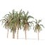 Matriz Street Date Palms