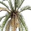 Matriz Street Date Palms