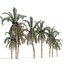 Matriz Street Date Palms