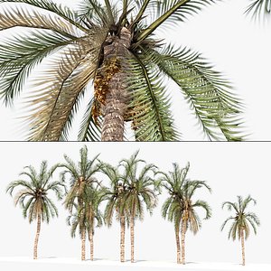 3D Street Date Palms array