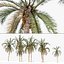 Matriz Street Date Palms