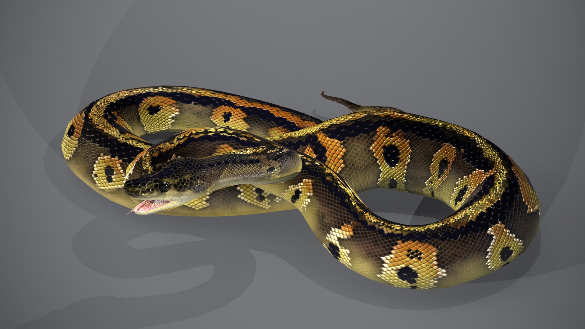 3D Blackhead Ball Python Snake Rigged Animated PBR - TurboSquid 2328601