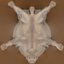 Modelo de camello 3D realista listo para jugar