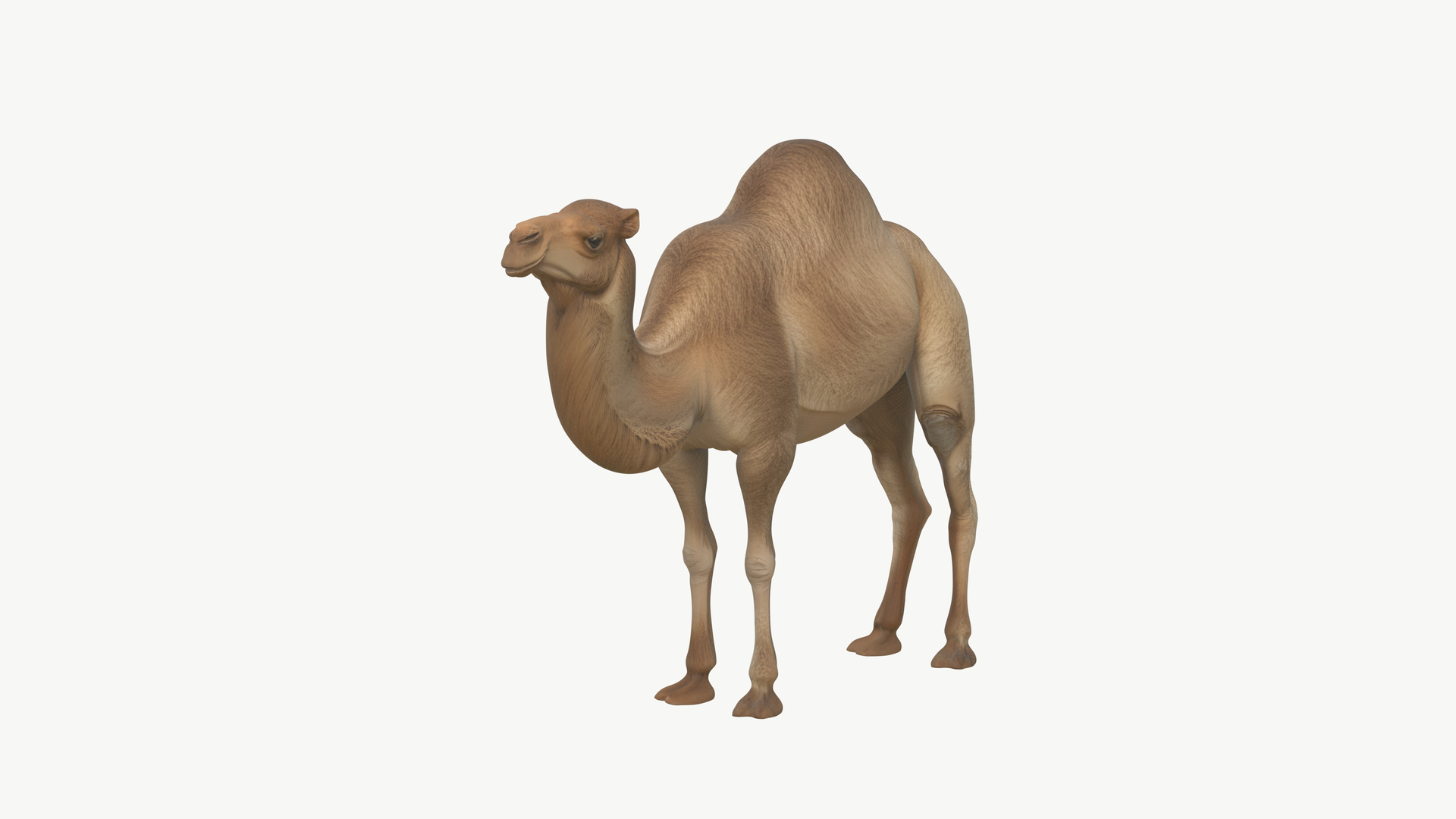 3D Realistic 3D Camel Model Game-Ready https://p.turbosquid.com/ts-thumb/pi/f2BToC/IO/01_001/jpg/1759266936/1920x1080/turn_fit_q99/227e4d93a4a05ec73bb29c9ab4624affc76914e3/01_001-1.jpg