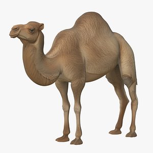 Realistic 3D Camel Model Game-Ready