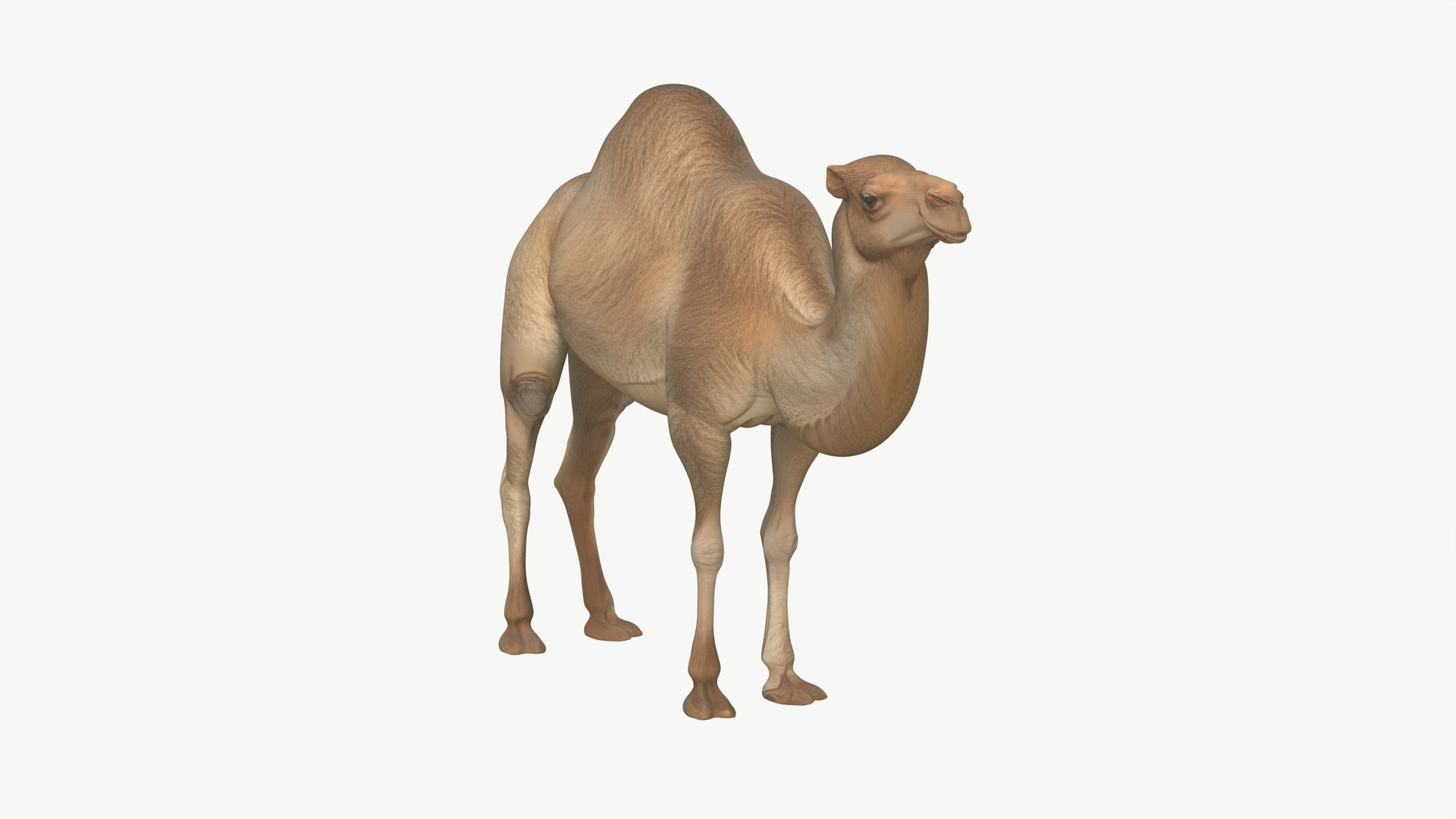 3D Realistic 3D Camel Model Game-Ready https://p.turbosquid.com/ts-thumb/pi/f2BToC/Kd/camel3dmodel08/jpg/1759267509/1920x1080/fit_q87/a2ceaf5ccfb0026ee2d3f381e28bb6a306475f85/camel3dmodel08.jpg