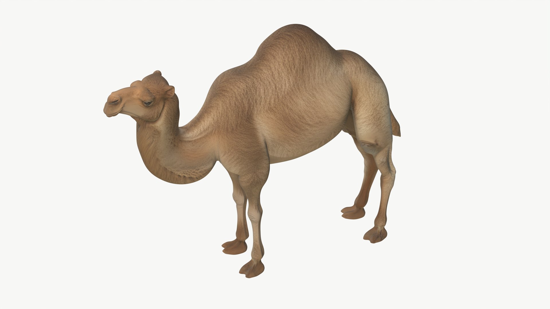 3D Realistic 3D Camel Model Game-Ready https://p.turbosquid.com/ts-thumb/pi/f2BToC/Pi/camel3dmodel03/jpg/1759267507/1920x1080/fit_q87/9151803dfc406a794c755b26b07770c861295182/camel3dmodel03.jpg