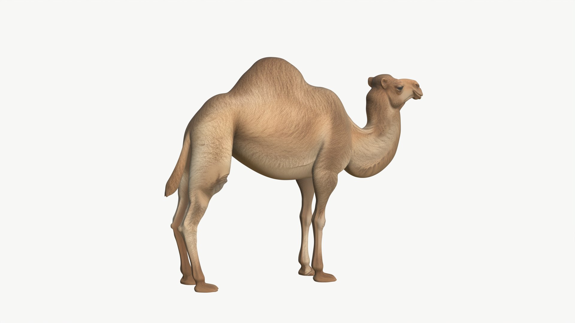 3D Realistic 3D Camel Model Game-Ready https://p.turbosquid.com/ts-thumb/pi/f2BToC/Wu/camel3dmodel06/jpg/1759267507/1920x1080/fit_q87/e4b747d6e7bf4c30090f9a3a669d30c284d6376b/camel3dmodel06.jpg