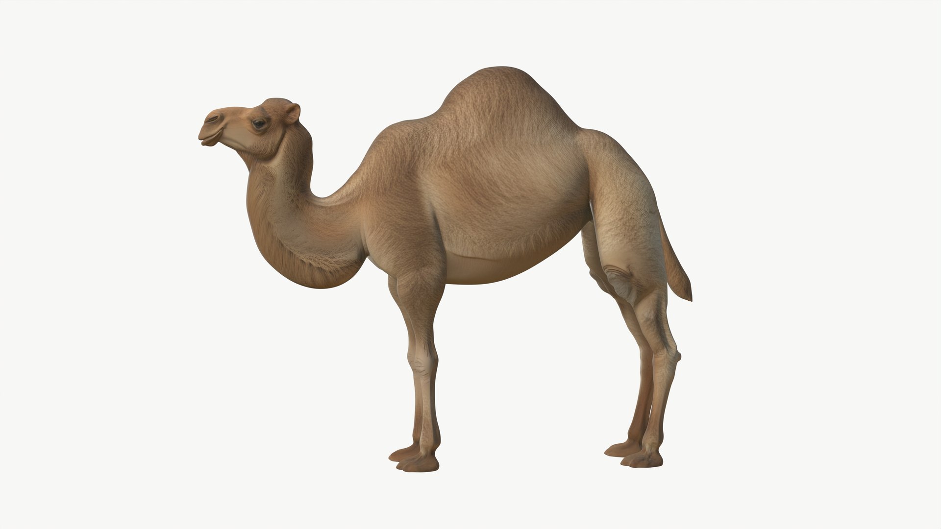 3D Realistic 3D Camel Model Game-Ready https://p.turbosquid.com/ts-thumb/pi/f2BToC/Ym/camel3dmodel02/jpg/1759267505/1920x1080/fit_q87/058155ac12fc630d887607fad057f6ebe3aad316/camel3dmodel02.jpg