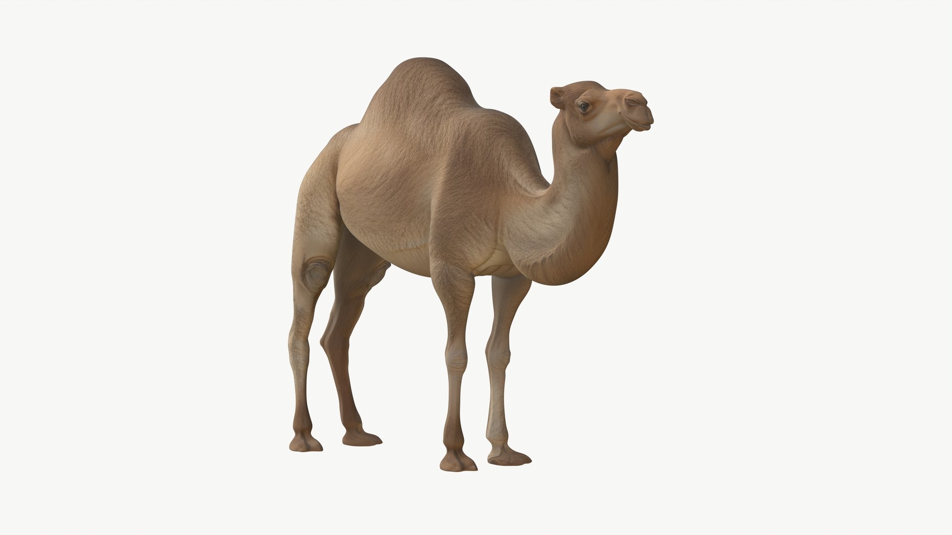 3D Realistic 3D Camel Model Game-Ready https://p.turbosquid.com/ts-thumb/pi/f2BToC/nH/camel3dmodel05/jpg/1759267507/1920x1080/fit_q87/96e8ee0d8741304670bbd2e6e53d8357d35b3517/camel3dmodel05.jpg