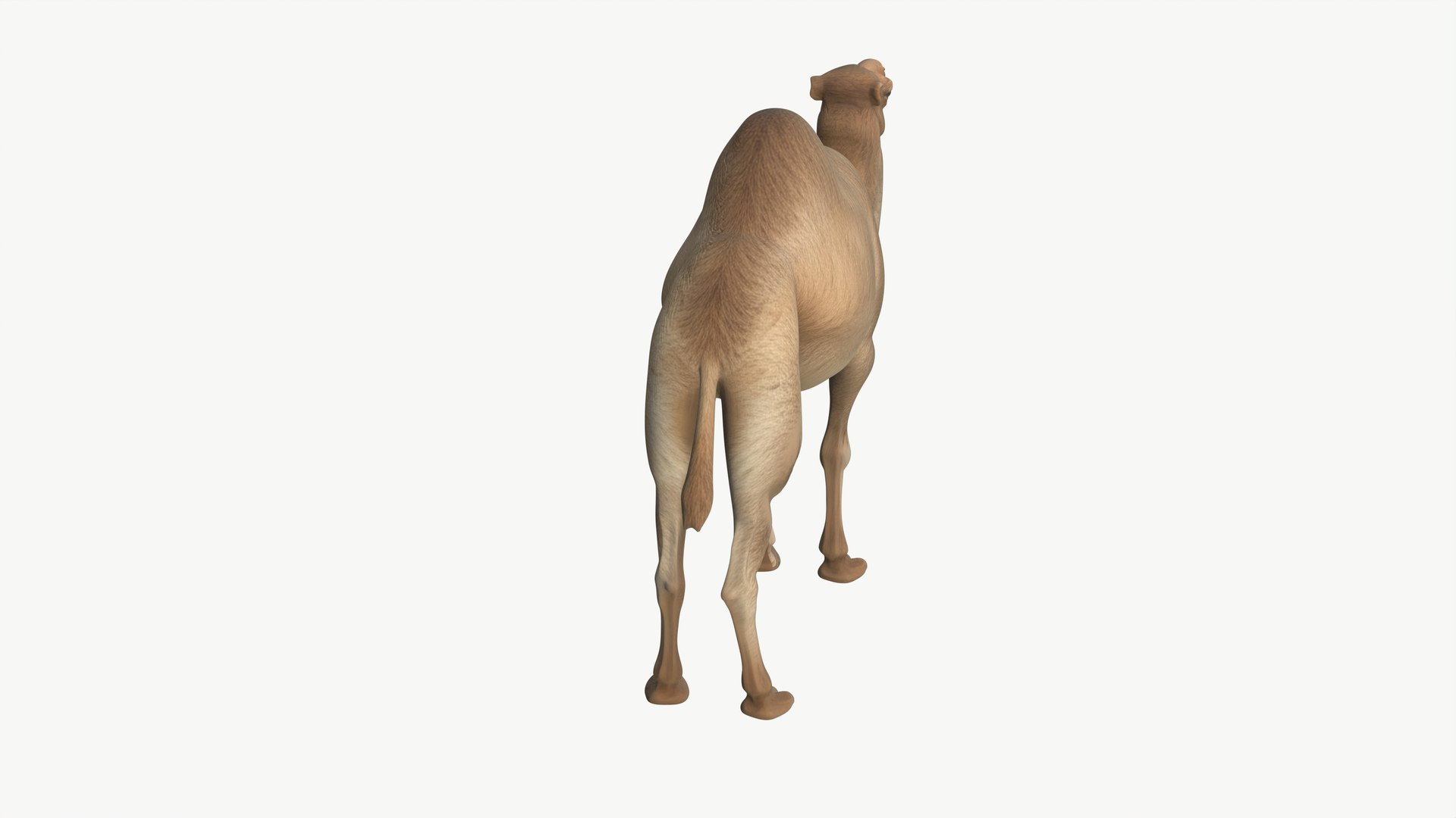 3D Realistic 3D Camel Model Game-Ready https://p.turbosquid.com/ts-thumb/pi/f2BToC/vz/camel3dmodel07/jpg/1759267508/1920x1080/fit_q87/ec78ff43f771ef239eaae6d623e915a7a1a5fce1/camel3dmodel07.jpg