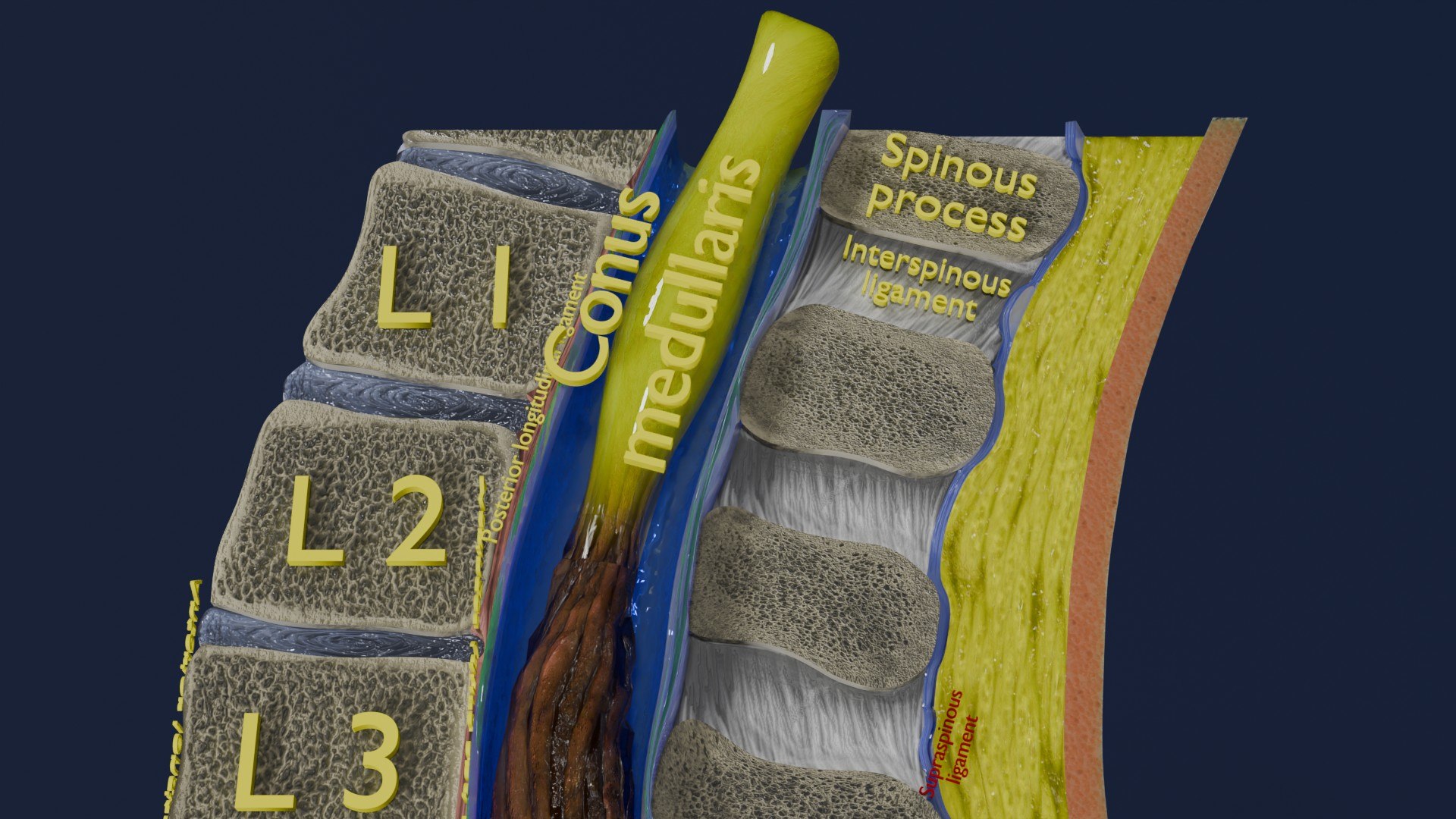 Spina bifida Neural Tube Defect 3D model https://p.turbosquid.com/ts-thumb/pi/sa5DPR/I2/aa0016/jpg/1742531825/1920x1080/fit_q87/068c94eece88646488d224a84458b27af6b2a506/aa0016.jpg