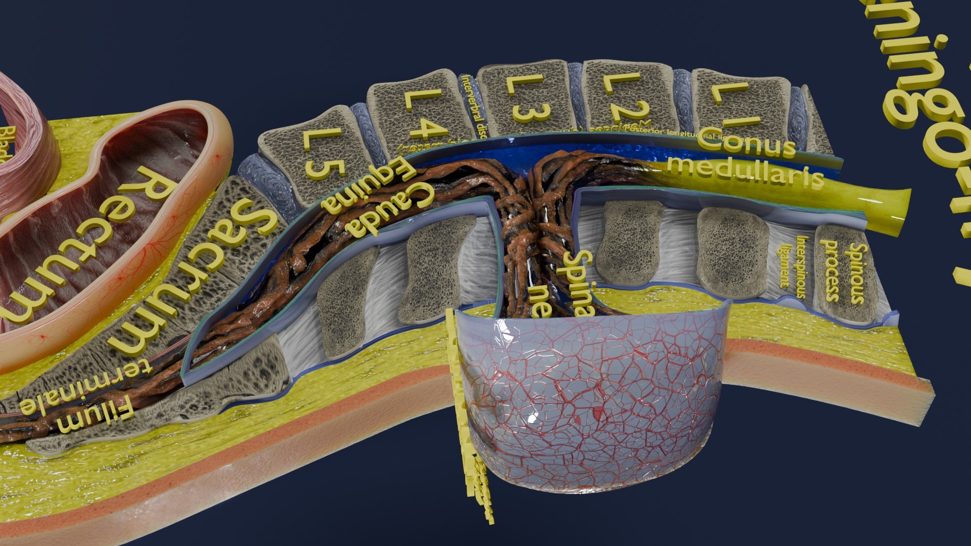 Spina bifida Neural Tube Defect 3D model https://p.turbosquid.com/ts-thumb/pi/sa5DPR/ge/aa0067/jpg/1742531960/1920x1080/fit_q87/afbdb19319f5bb10af141ec213bdb12a2cc2b5ea/aa0067.jpg