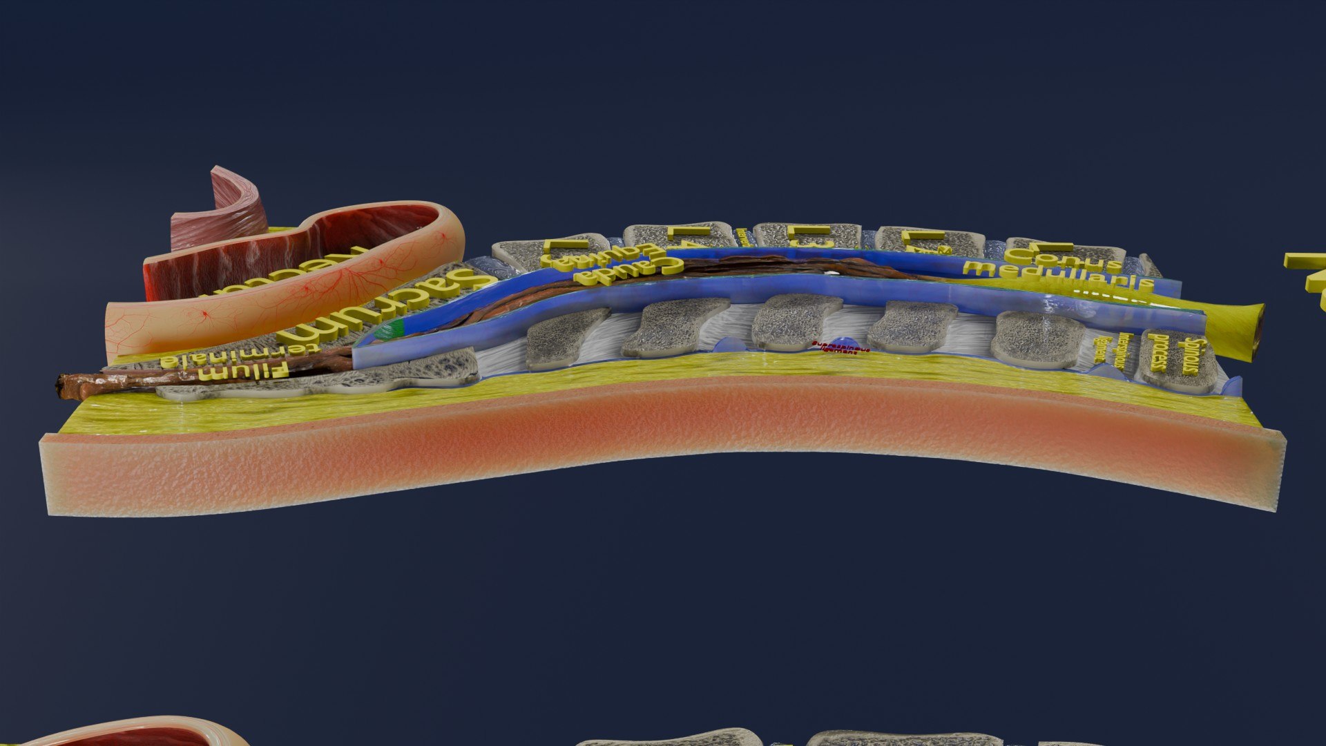 Spina bifida Neural Tube Defect 3D model https://p.turbosquid.com/ts-thumb/pi/sa5DPR/ot/aa0021/jpg/1742531839/1920x1080/fit_q87/988889b55c410e112af08681f03a82e54584696c/aa0021.jpg