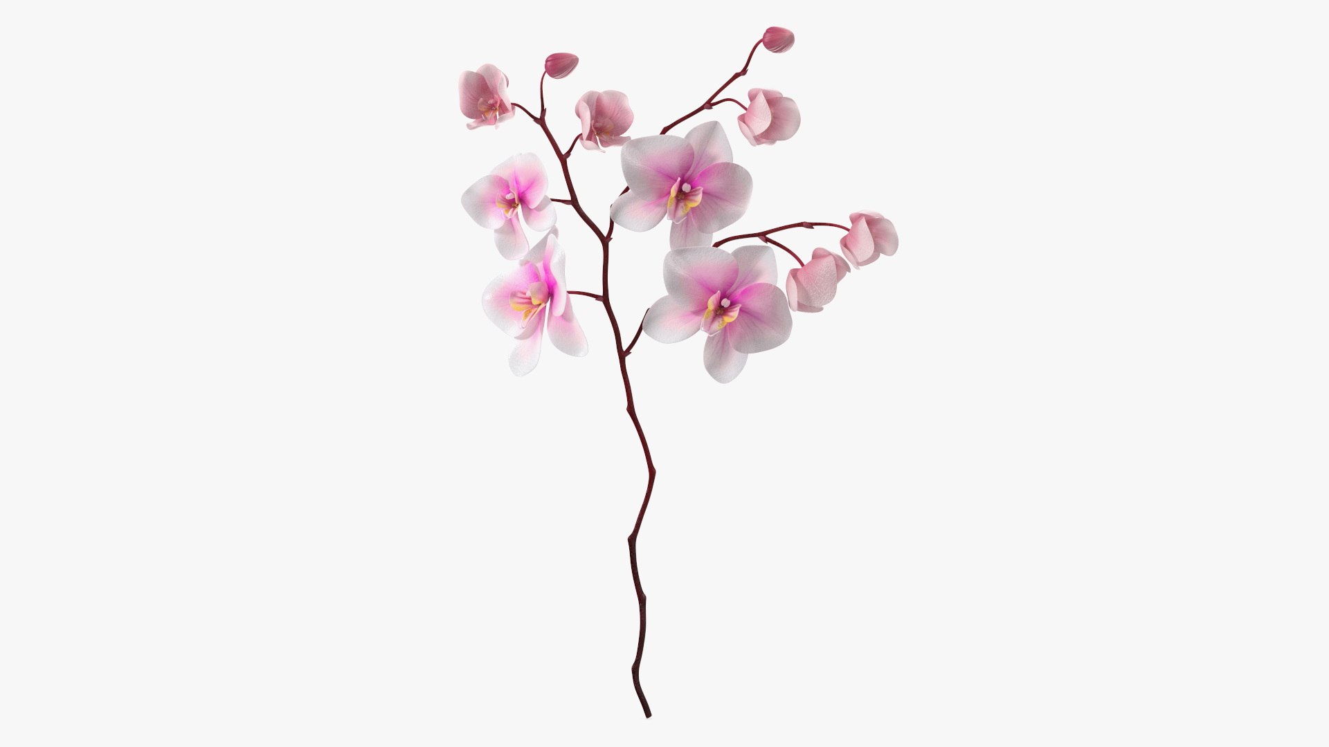 Pink Orchid Small Budded 3D model preview