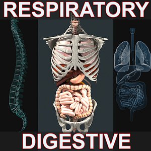 3d model of respiratory digestive
