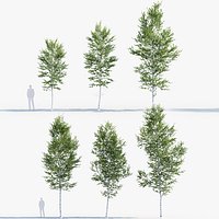 Betula pendula European white birch