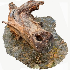 scan bpr tree stump 3D