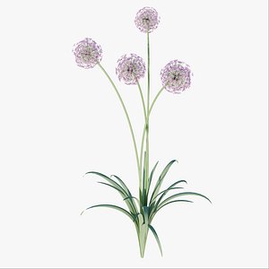 3D model Allium Ambassador 3D Model Download - Highly Detailed - Blender Sketchup Excel   More GlbGlt forma