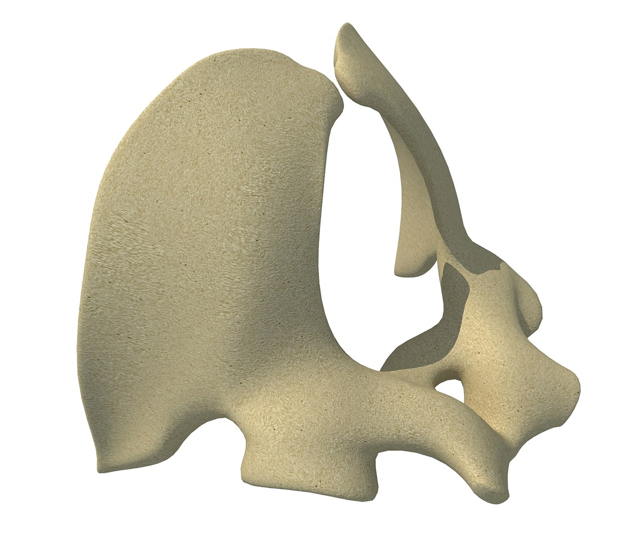 3D model animal pelvis https://p.turbosquid.com/ts-thumb/pj/50Zr0z/BeNw5Yq7/3dpelvis5/jpg/1499610801/1920x1080/fit_q87/1461f1ce240965b24939441fdb4a2a99fabb7fa4/3dpelvis5.jpg