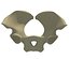 Animal Pelvis V5