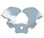 Animal Pelvis V5