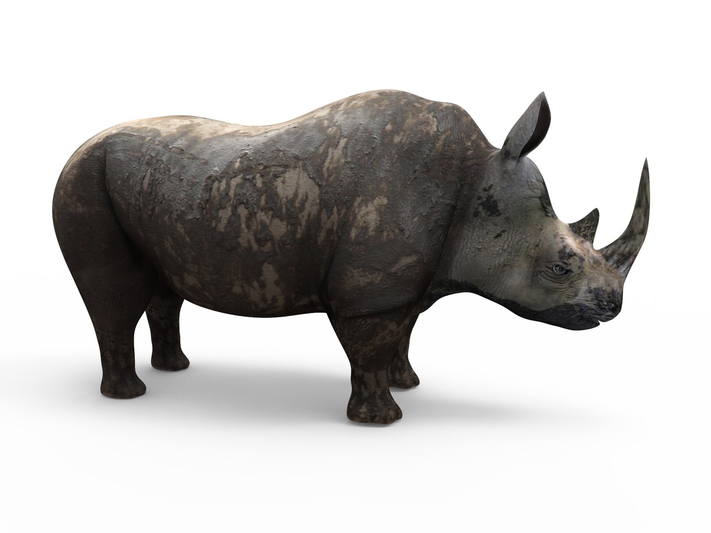 3D Realistic Rhino Model - TurboSquid 1264425