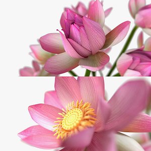 3D model Lotus flower vase