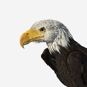 3d model realistic bald eagle
