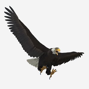 3d model realistic bald eagle